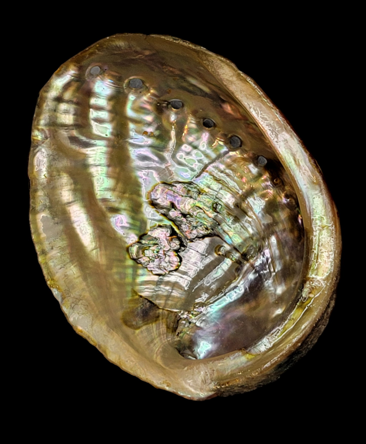 Abalone Shell